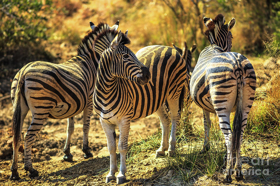 Three african zebras Photograph by Benny Marty