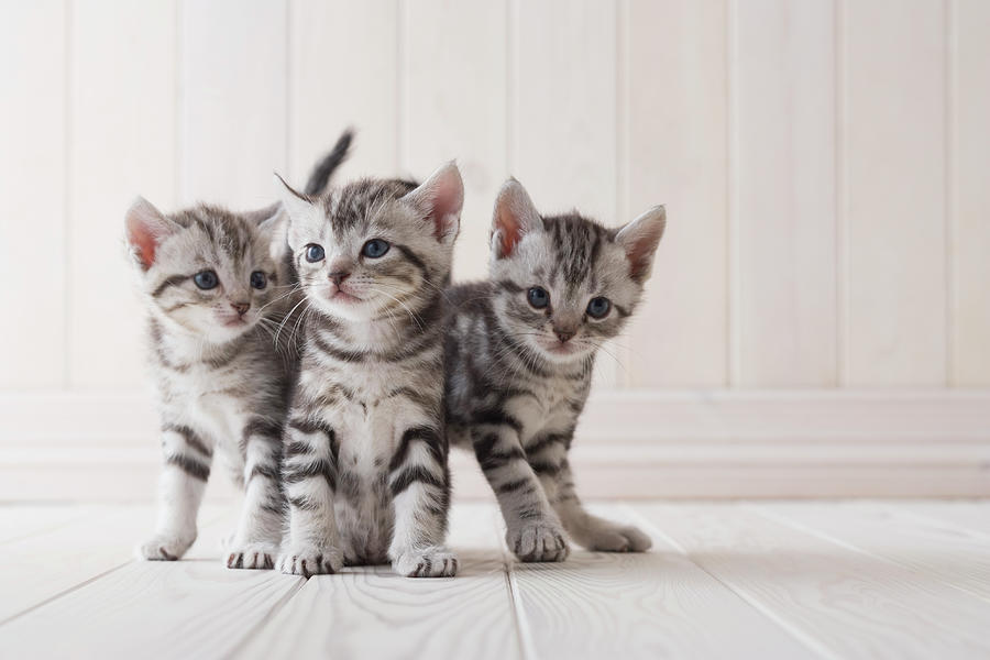 Three American Shorthair Playing Photograph by Mixa