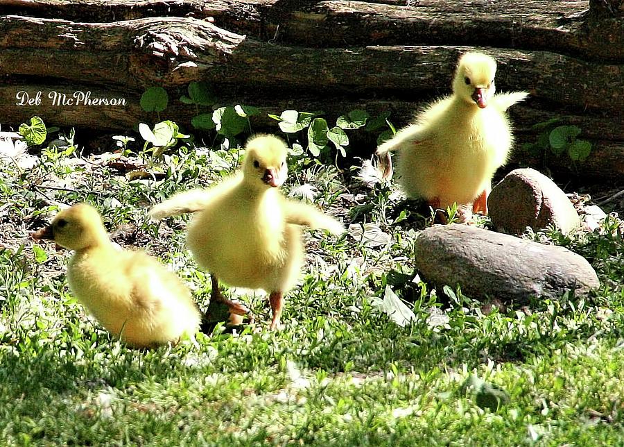 Three Amigos Photograph by Deb McPherson - Fine Art America