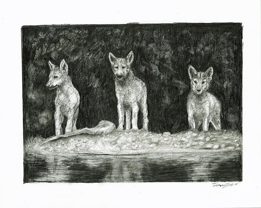 Wolves Drawing - Three Amigos by Kevin Scott Jacobs