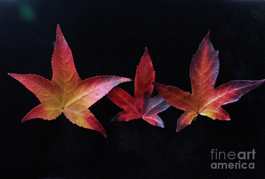 Three Amigos or Amigas by Marie Neder Three Amigos or Amigas by Marie Neder