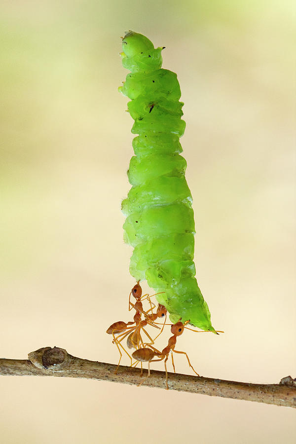 Three Ants Carrying A Caterpillar Photograph by Kuritafsheen