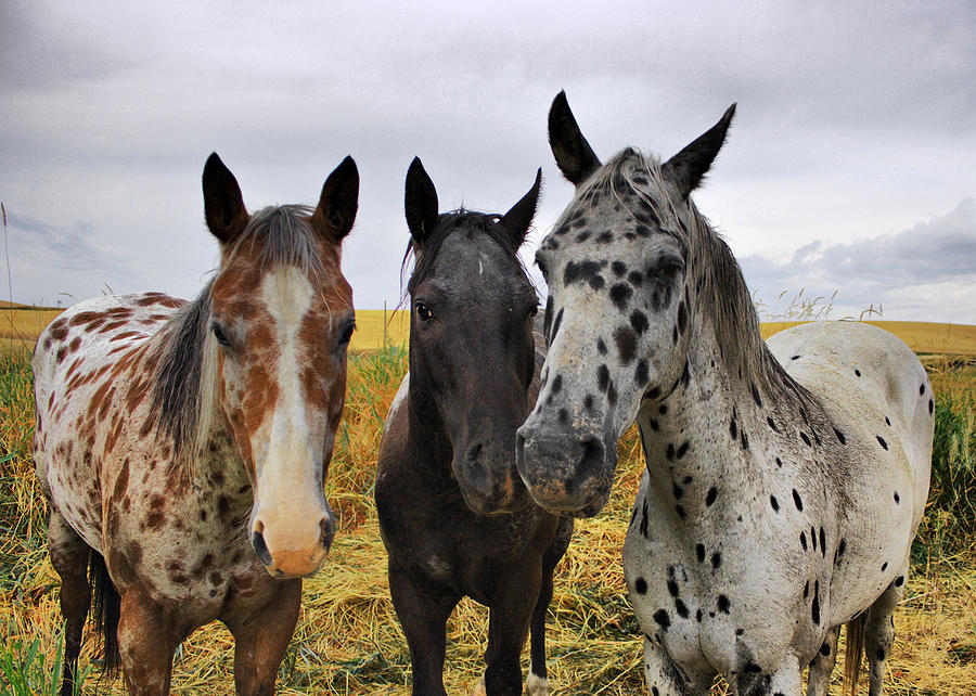 Three Appaloosa Horses Photograph by Photos By By Deb Alperin