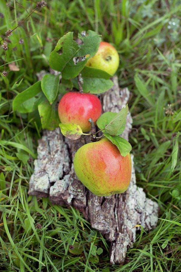 Three Apples With Leaves From Orchard Lying On Piece Of Pear Tree Bark On Grass Photograph by Sabine Lscher