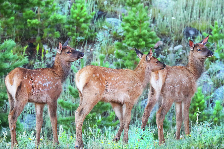 Three Baby Elk Photograph by Juli Ellen