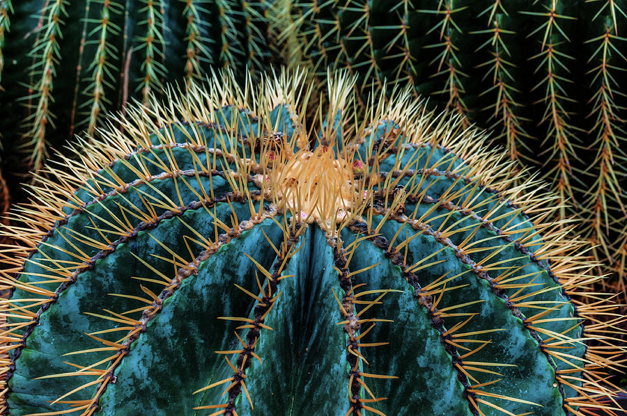Cactus Photograph - Three Barrel Cactus by Anthony Paladino