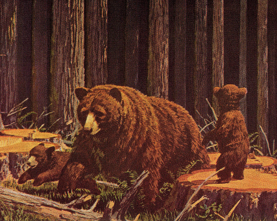 Nature Drawing - Three Bears by CSA Images