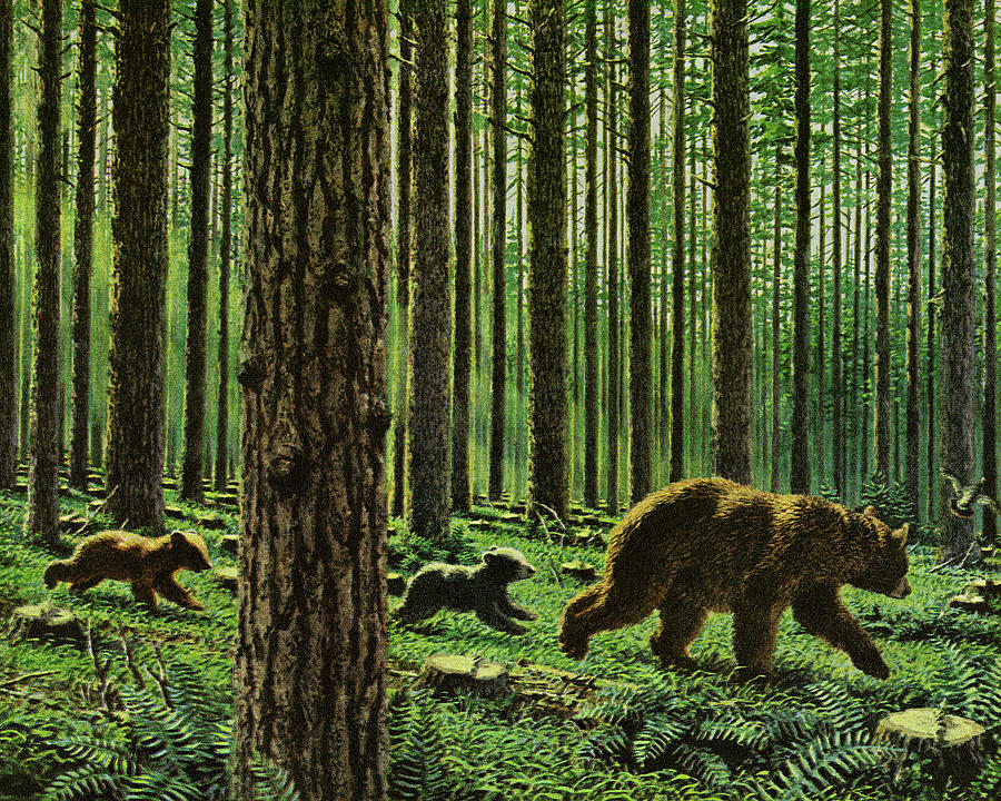 Nature Drawing - Three Bears in the Woods by CSA Images