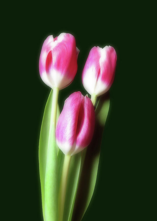 Three Beautiful Tulips Photograph by Johanna Hurmerinta