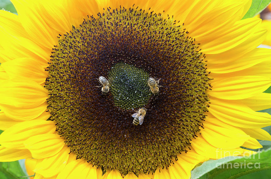 Three Bees Photograph by Tim Gainey