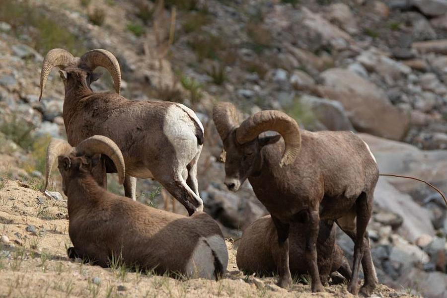 Four Bighorns Photograph by Pauline Motis - Pixels