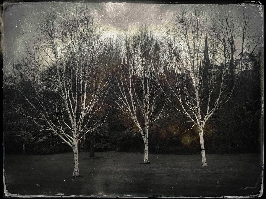 Three Birch Trees Photograph