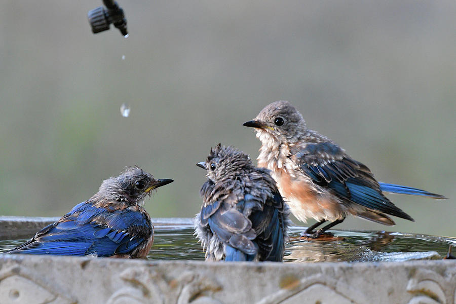 Three birds in a tub by Philip Duff Three birds in a tub by Philip Duff