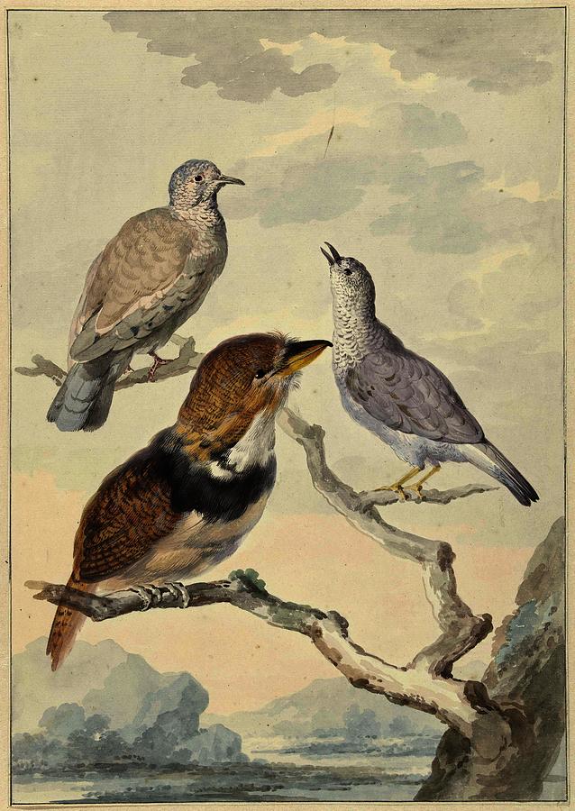 Three birds, two Inca pigeons and a collared bearded cuckoo. Painting by Aert Schouman Three birds, two Inca pigeons and a collared bearded cuckoo. Painting by Aert Schouman