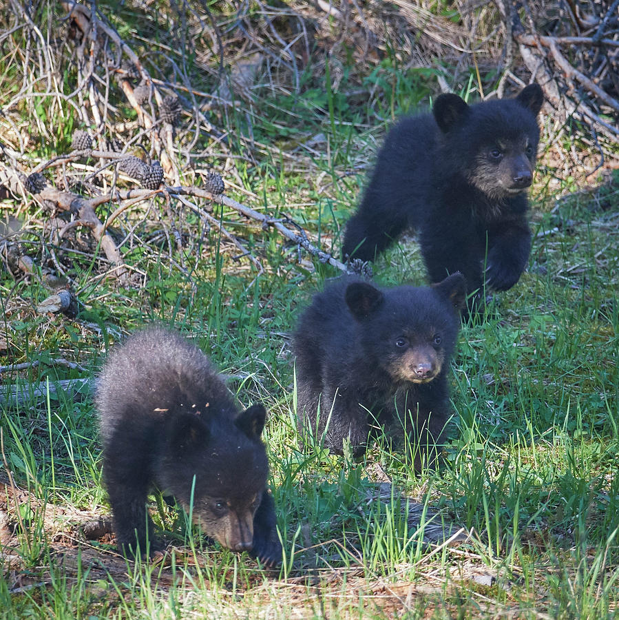 Wildlife Photograph - Three Black Bear Cubs by Paul Freidlund