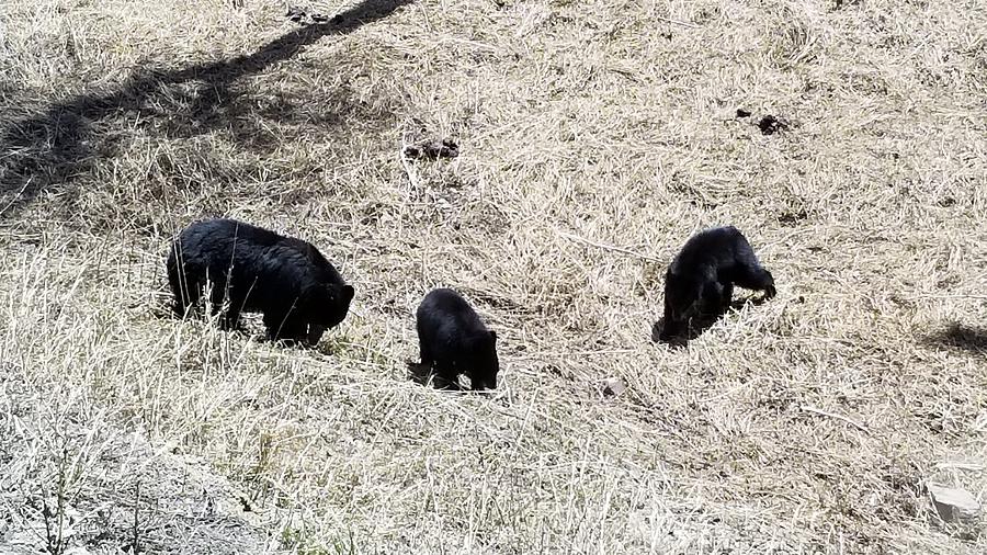 Three Black Bears Photograph