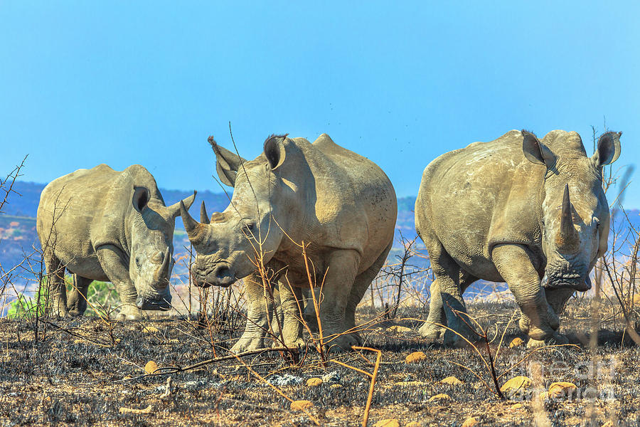 Three black rhinos Photograph by Benny Marty