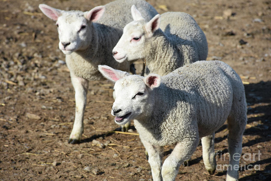 Three Bleating Cute Cheviot Lambs In England Photograph By Dejavu Designs