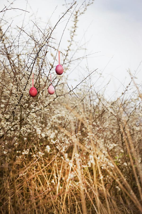 Three Blown Eggs Dyed Crimson Hanging On White-flowering Thorn Bush Photograph by Sabine Lscher