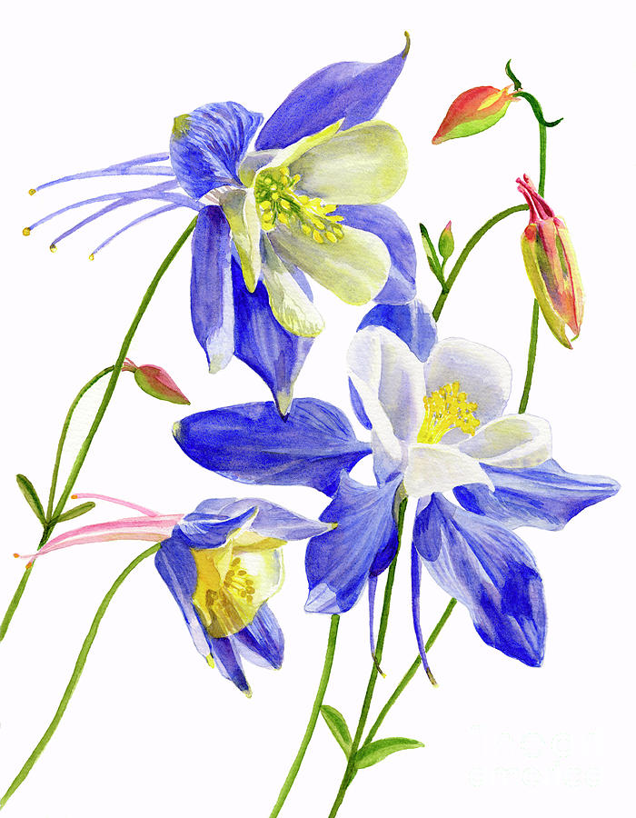 Flower Painting - Three Blue Columbine Blossoms by Sharon Freeman