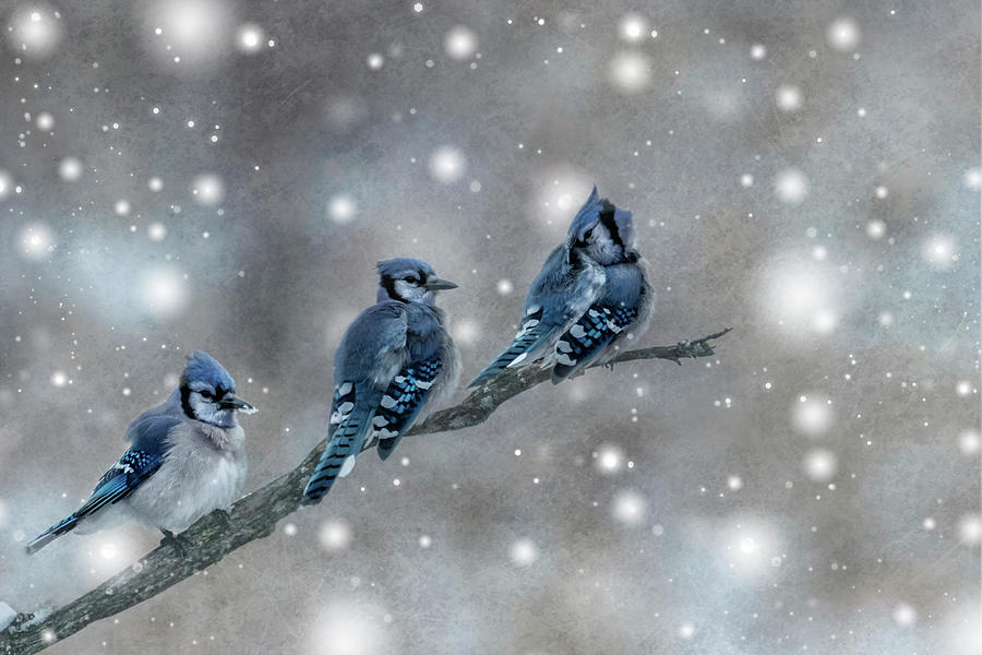 Three Blue Jays In The Snow Photograph
