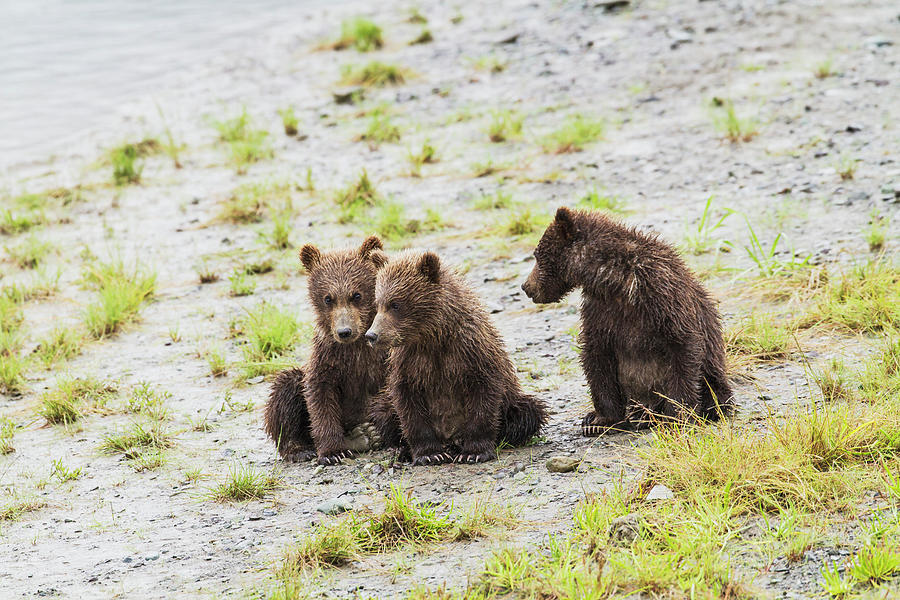 Three Brown Bear Spring Cubs Wait On Photograph by John Delapp / Design Pics