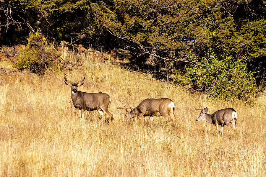 Three Buck Mule Deer Autumn Photograph