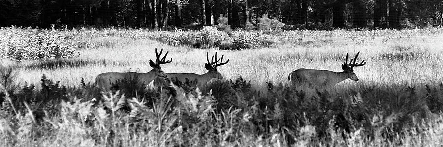 Three Bucks Photograph by Jerry Griffin