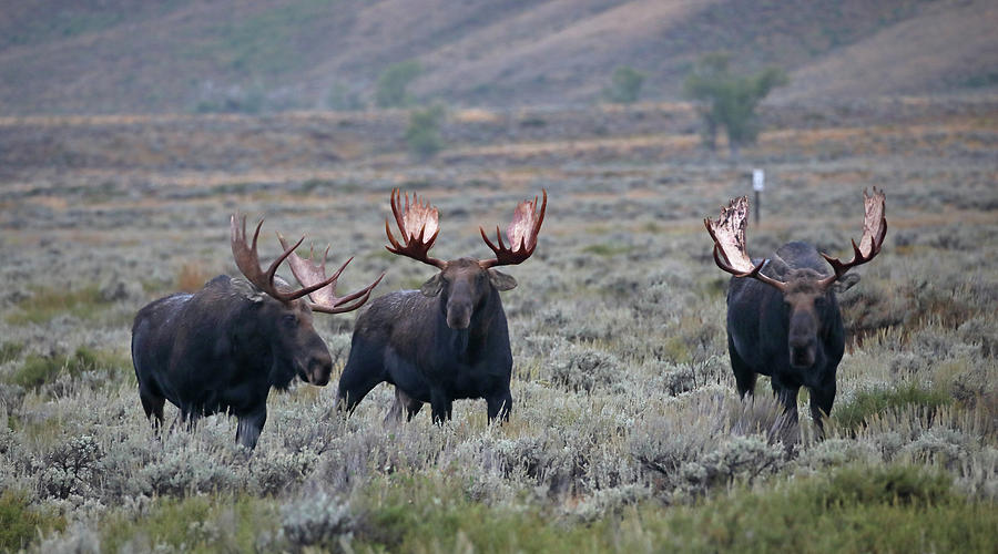Three Bull Moose Two Photograph by Jean Clark