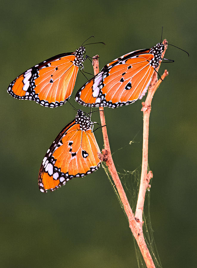Three Butterflies Photograph by Nilendu Banerjee