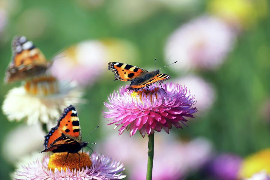 Three Butterflies On Everlasting Flowers Photograph by Angelica Linnhoff