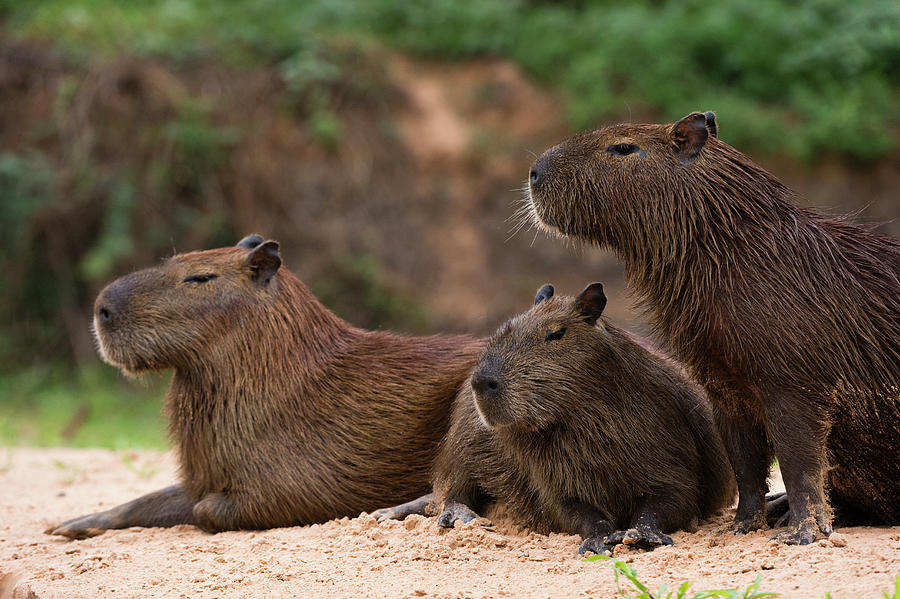 Prints of Digital illustration of Capybara (Hydrochoerus