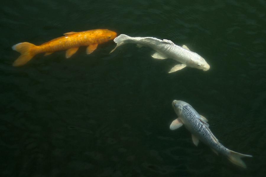 Three Carps In The Pond Photograph by Mamigibbs