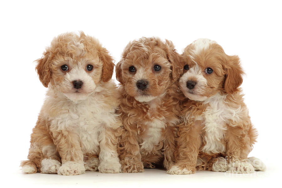 Three Cavapoochon puppies by Warren Photographic Three Cavapoochon puppies by Warren Photographic