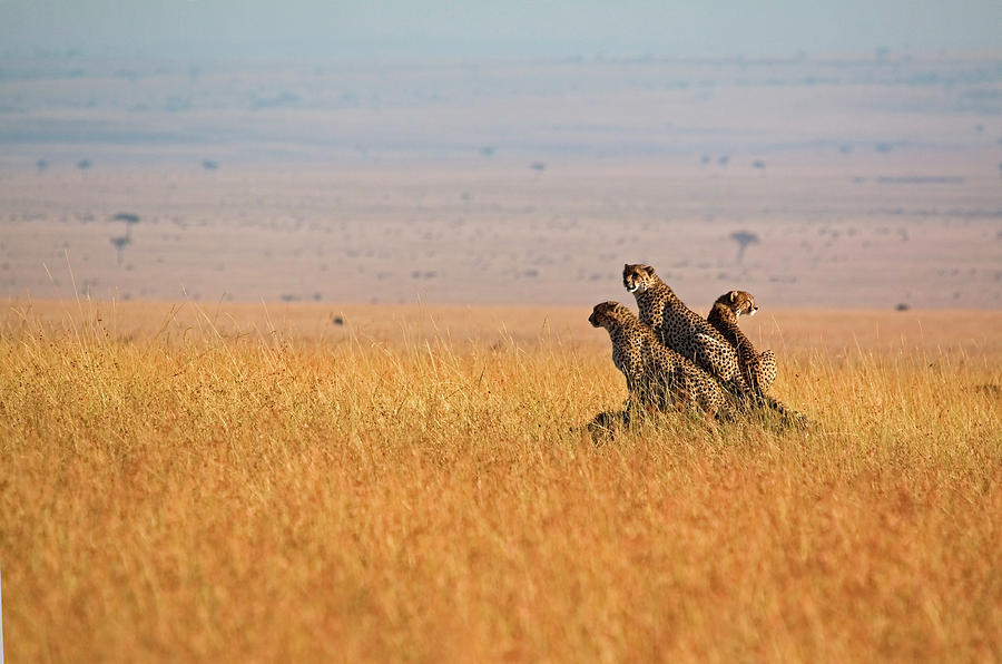 Three Cheetah In Open Plains Photograph by Wldavies