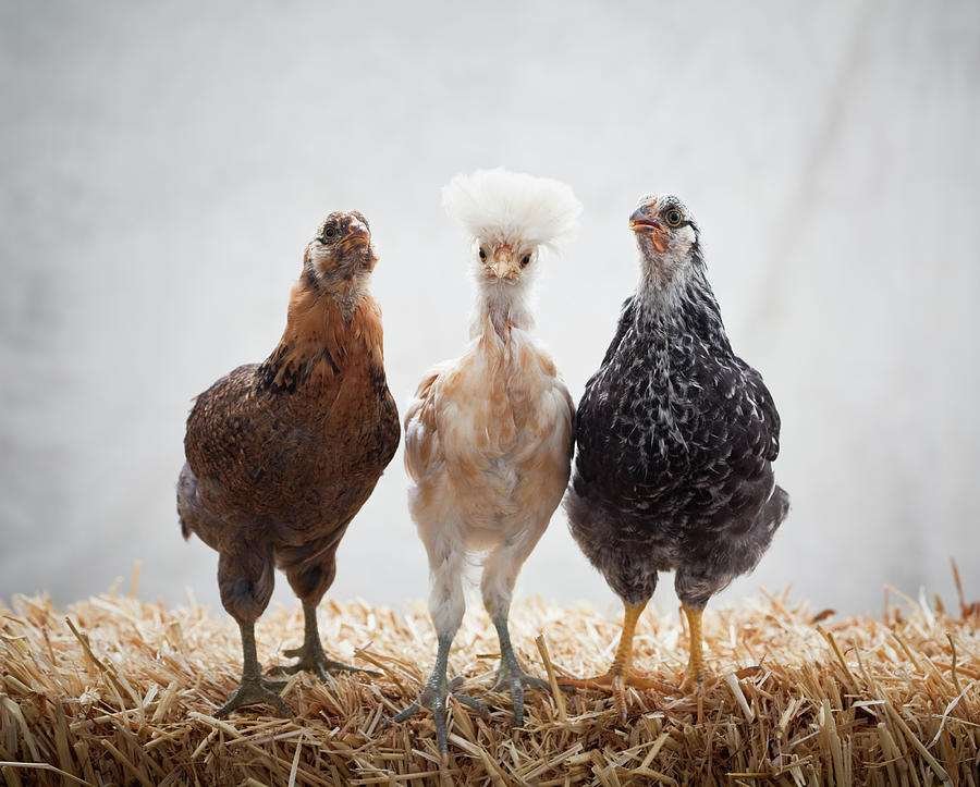 Three Chickens Standing On Straw Photograph by Grove Pashley