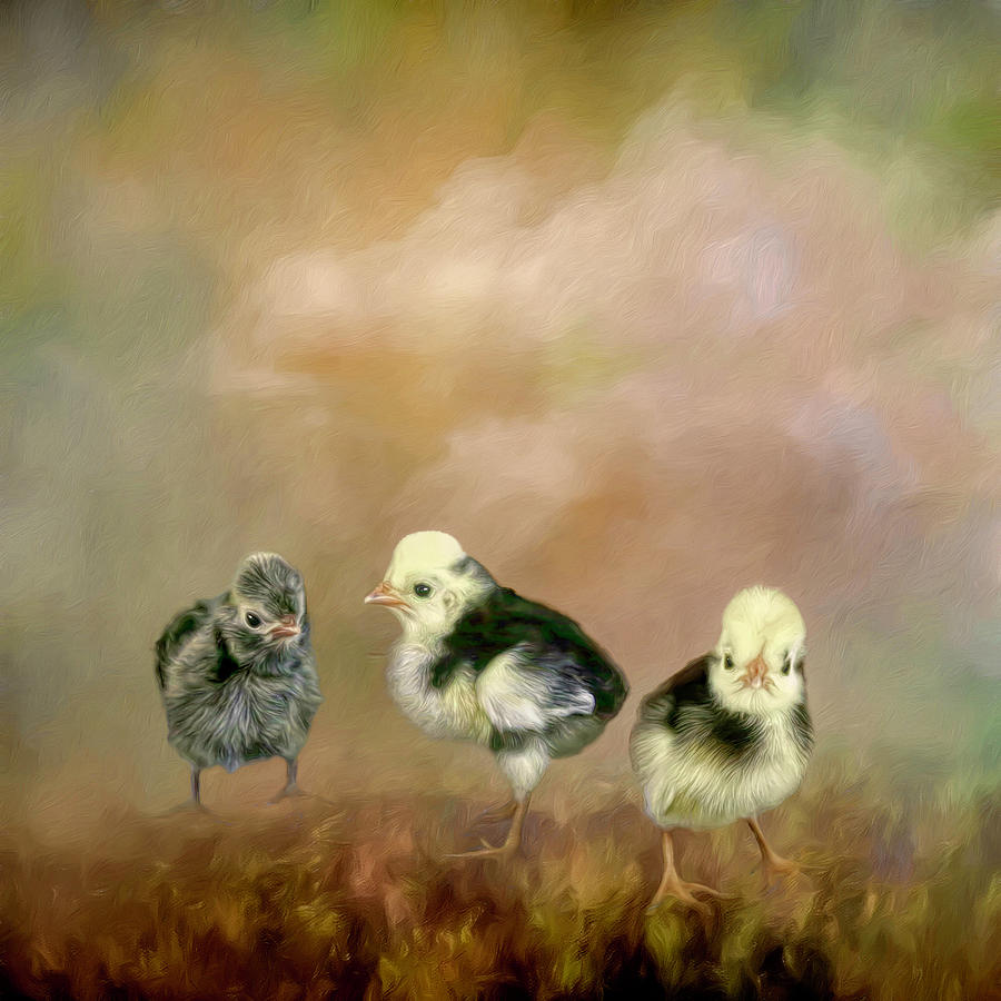 Three Chicks Photograph by Donna Kennedy