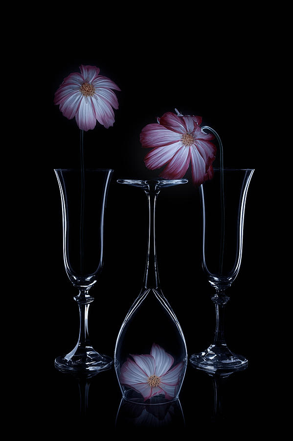 Three Cosmos Photograph by Lydia Jacobs - Fine Art America