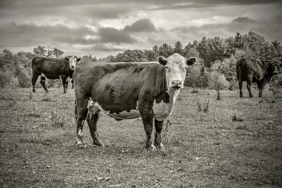 Three Cows Photograph by Cathy Kovarik