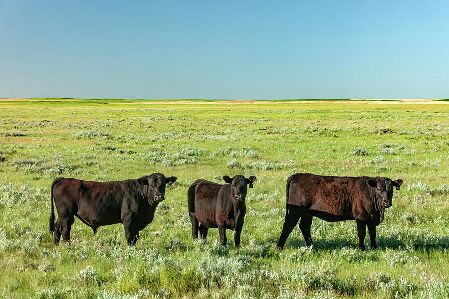 Three Cows in a Field Photograph by Todd Klassy