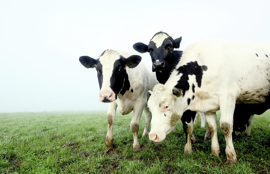 Three Cows Photograph by Marcel Ter Bekke