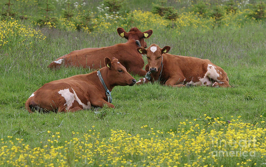 Three Cows by PJ Boylan Three Cows by PJ Boylan