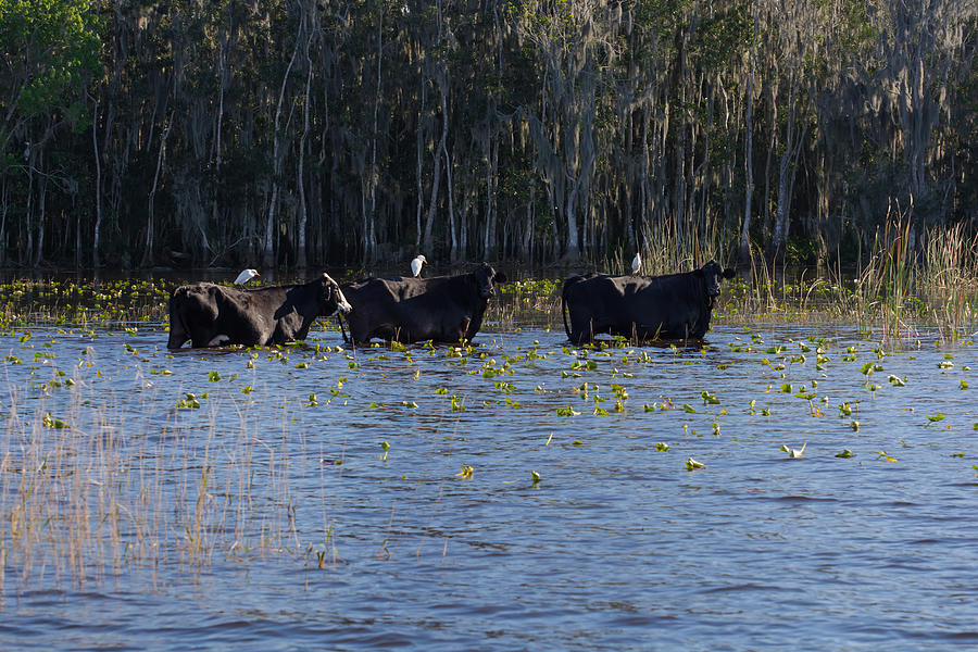 Three Cows Walking In The Lake Photograph By Zina Stromberg 