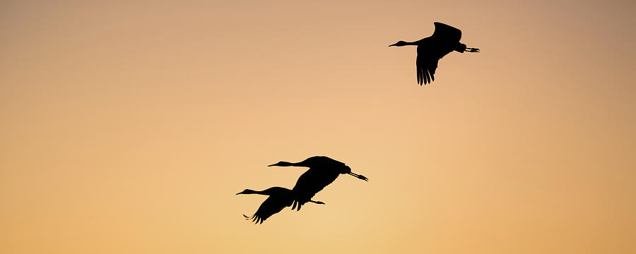Three cranes in dusk light Photograph by Murray Rudd