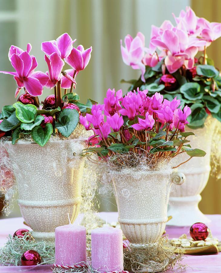 Three Cyclamens With Christmas Decorations Photograph by Friedrich Strauss