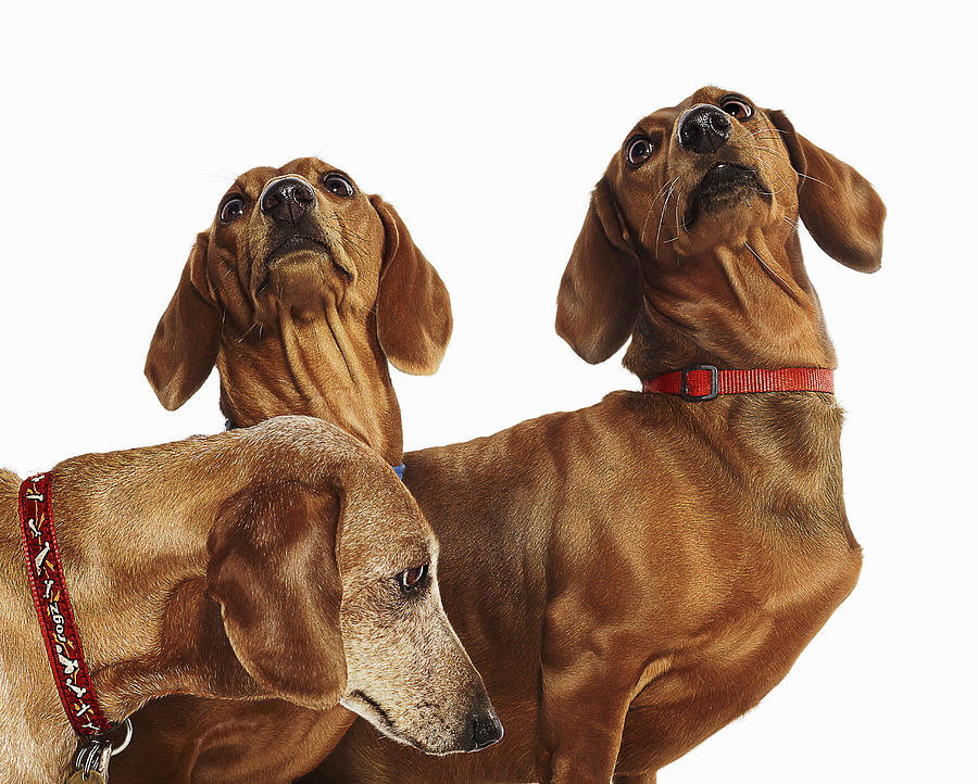 Three Dachshund Dogs Photograph by Gandee Vasan