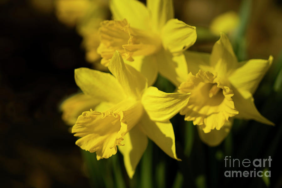 Three Daffodil Flowers Photograph