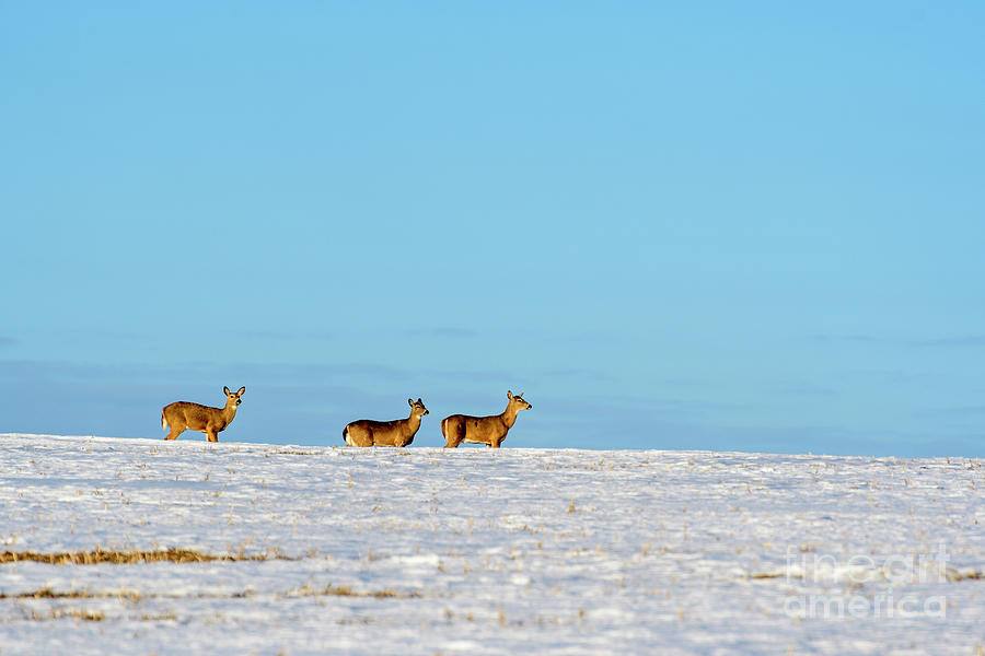 Three Deer Photograph by Joann Long