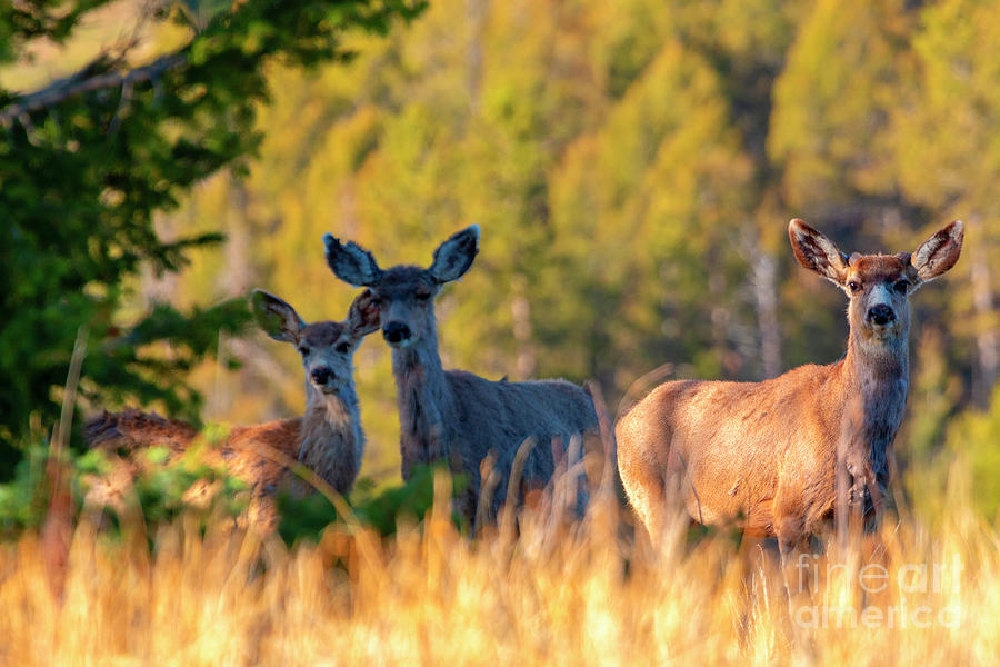 Three Deer on a Warm Colorado Spring Morning Photograph by Steven Krull