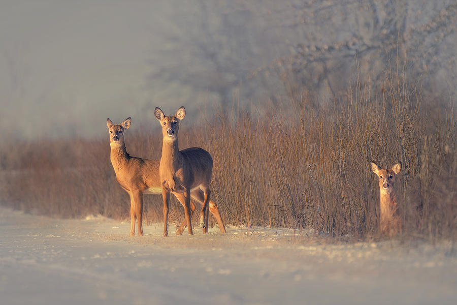 Three Deer Photograph by Qing Zhao